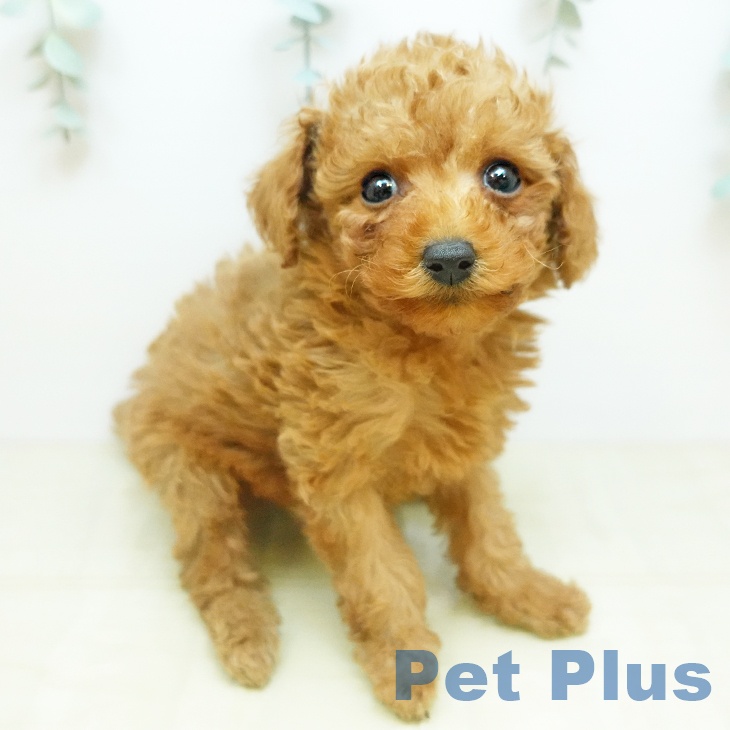 鳥取県のトイプードル(トイ) (ペッツワン 日吉津店/2025年11月6日生まれ/女の子/レッド)の子犬の1枚目の画像