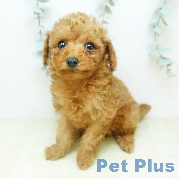 鳥取県のトイプードル(トイ) (ペッツワン 日吉津店/2025年11月6日生まれ/女の子/レッド)の子犬の2枚目の画像