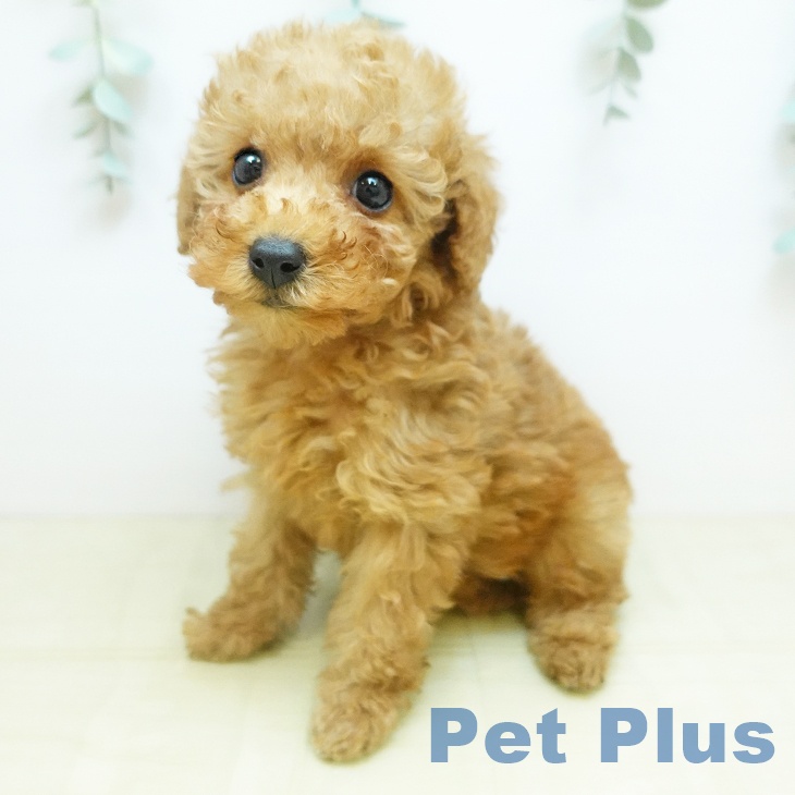 徳島県のトイプードル(トイ) (ペットプラス 徳島店/2025年11月6日生まれ/女の子/レッド)の子犬の1枚目の画像