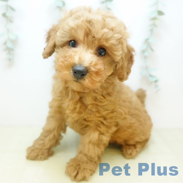 徳島県のトイプードル(トイ) (ペットプラス 徳島店/2025年11月7日生まれ/男の子/アプリコット)の子犬の1枚目の画像