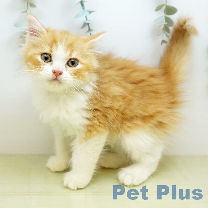 大阪府のスコティッシュフォールド (ペットプラス 堺北花田店/2025年10月25日生まれ/男の子/レッドタビーホワイト)の子猫の1枚目の画像