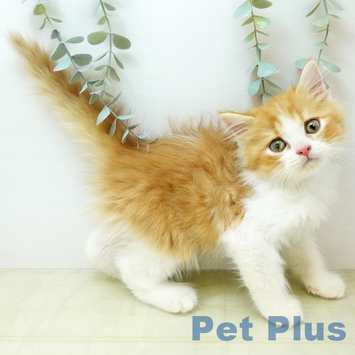 大阪府のスコティッシュフォールド (ペットプラス 堺北花田店/2025年10月25日生まれ/男の子/レッドタビーホワイト)の子猫の2枚目の画像