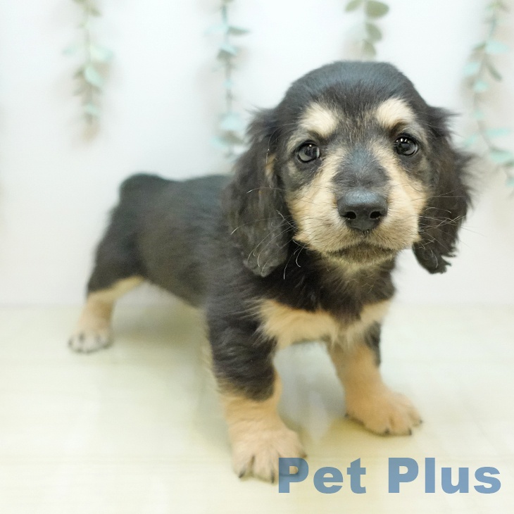 徳島県のカニンヘンダックスフンド(ロング) (ペットプラス 徳島店/2025年11月10日生まれ/男の子/ブラックイエロー)の子犬の2枚目の画像