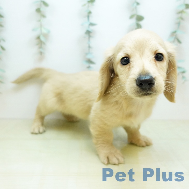 香川県のカニンヘンダックスフンド(ロング) (ペットプラス 綾川店/2025年11月10日生まれ/男の子/イエロー)の子犬の1枚目の画像