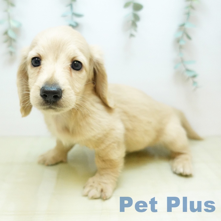 香川県のカニンヘンダックスフンド(ロング) (ペットプラス 綾川店/2025年11月10日生まれ/男の子/イエロー)の子犬の2枚目の画像