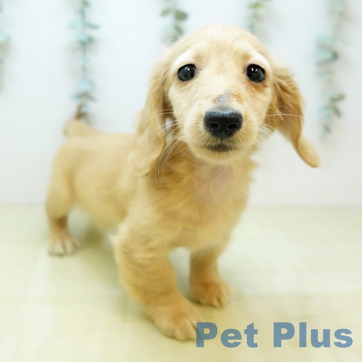 兵庫県のカニンヘンダックスフンド(ロング) (ペットプラス 神戸三宮店/2025年10月28日生まれ/男の子/イエロー)の子犬の1枚目の画像