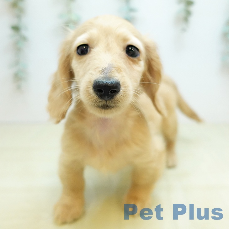 兵庫県のカニンヘンダックスフンド(ロング) (ペットプラス 神戸三宮店/2025年10月28日生まれ/男の子/イエロー)の子犬の2枚目の画像