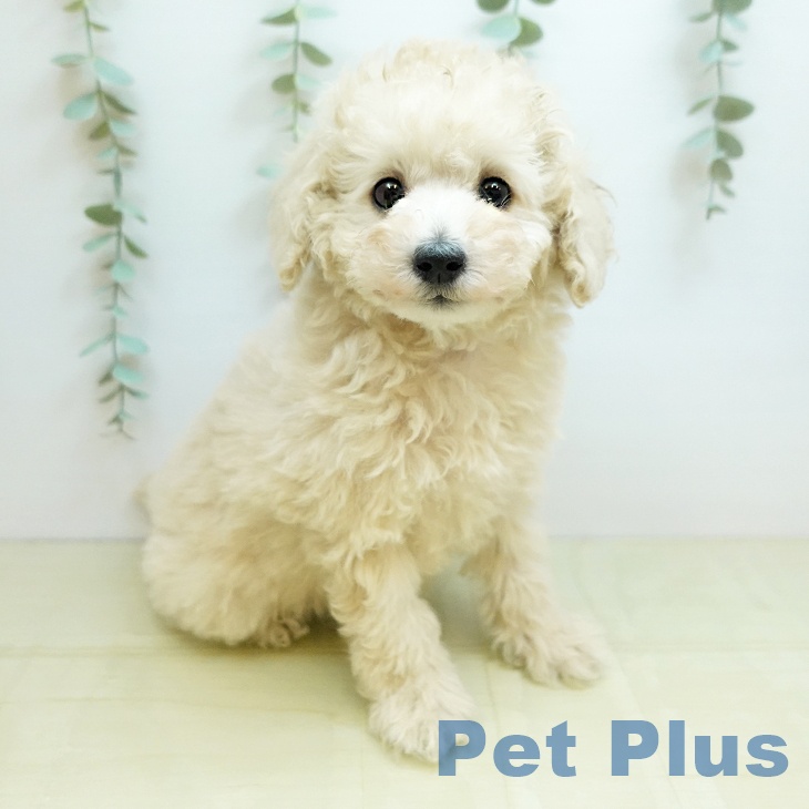 京都府のトイプードル(トイ) (ペットプラス 久御山店/2025年11月11日生まれ/男の子/クリーム)の子犬の1枚目の画像
