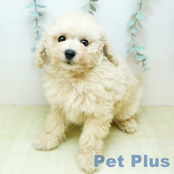 奈良県のトイプードル(トイ) (ペットプラス 大和郡山店/2025年11月11日生まれ/男の子/クリーム)の子犬の1枚目の画像