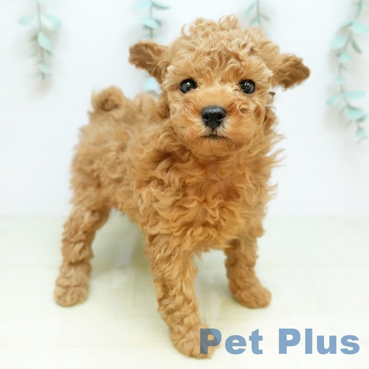 奈良県のトイプードル(トイ) (ペットプラス 大和郡山店/2025年11月13日生まれ/男の子/アプリコット)の子犬の1枚目の画像