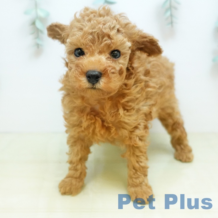 奈良県のトイプードル(トイ) (ペットプラス 大和郡山店/2025年11月13日生まれ/男の子/アプリコット)の子犬の2枚目の画像
