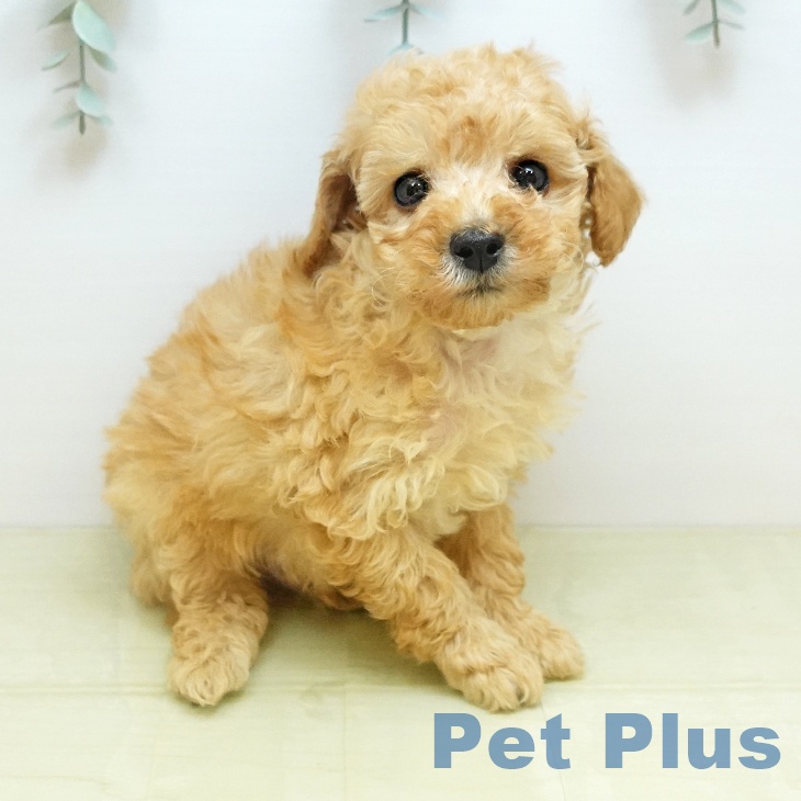 京都府のトイプードル(トイ) (ペットプラス イオンモールKYOTO店/2025年11月13日生まれ/男の子/アプリコット)の子犬の1枚目の画像