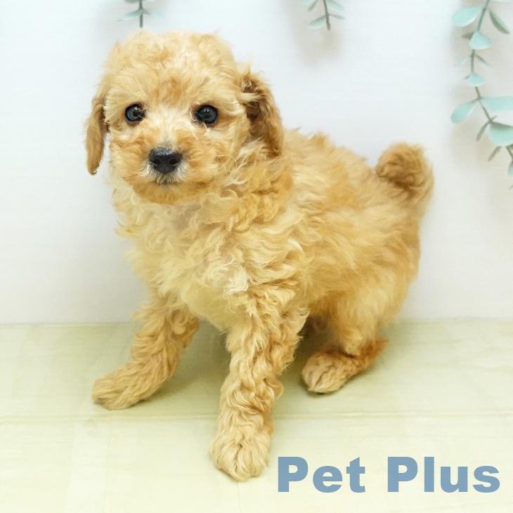 京都府のトイプードル(トイ) (ペットプラス イオンモールKYOTO店/2025年11月13日生まれ/男の子/アプリコット)の子犬の2枚目の画像