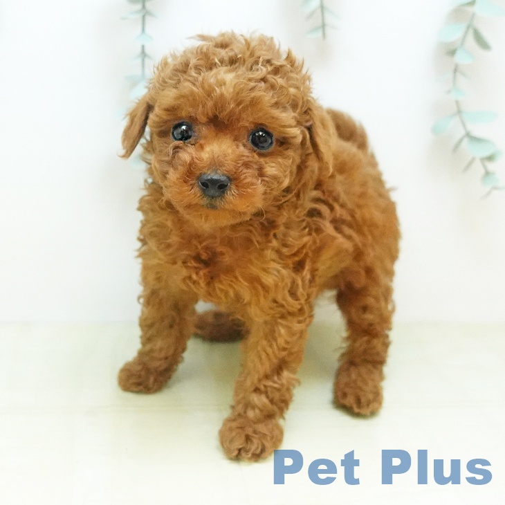 大阪府のトイプードル(トイ) (ペットプラス 四條畷店/2025年11月13日生まれ/女の子/レッド)の子犬の1枚目の画像