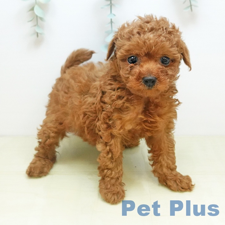 大阪府のトイプードル(トイ) (ペットプラス 四條畷店/2025年11月13日生まれ/女の子/レッド)の子犬の2枚目の画像