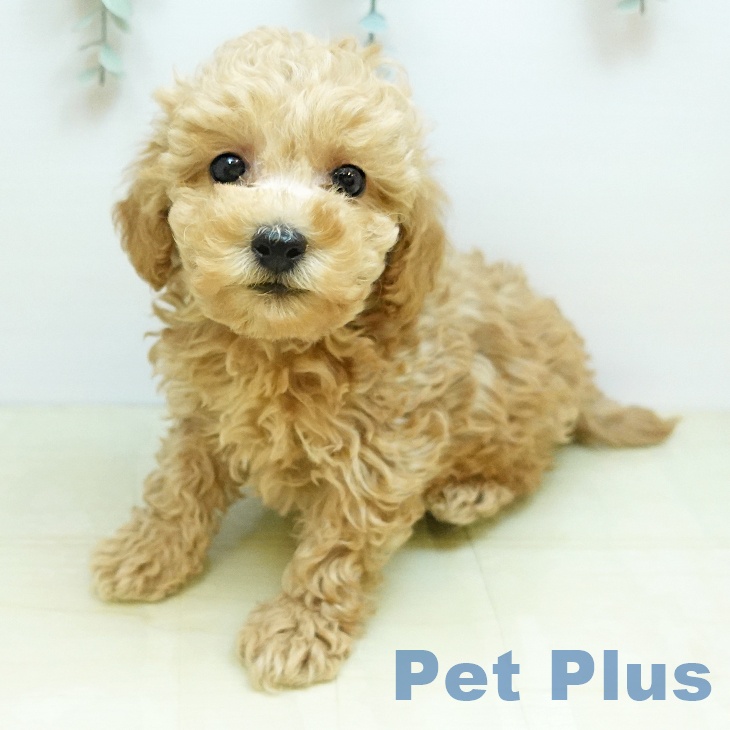 大阪府のトイプードル(トイ) (ペットプラス 松原店/2025年11月5日生まれ/男の子/アプリコット)の子犬の1枚目の画像