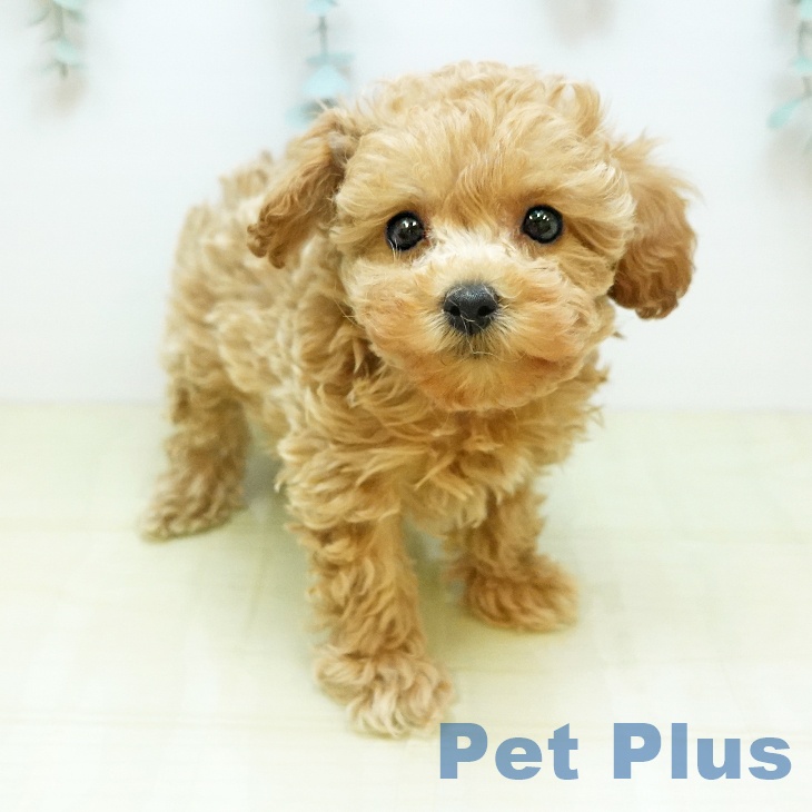 大阪府のトイプードル(トイ) (ペットプラス ららぽーと和泉店/2025年11月5日生まれ/女の子/アプリコット)の子犬の1枚目の画像