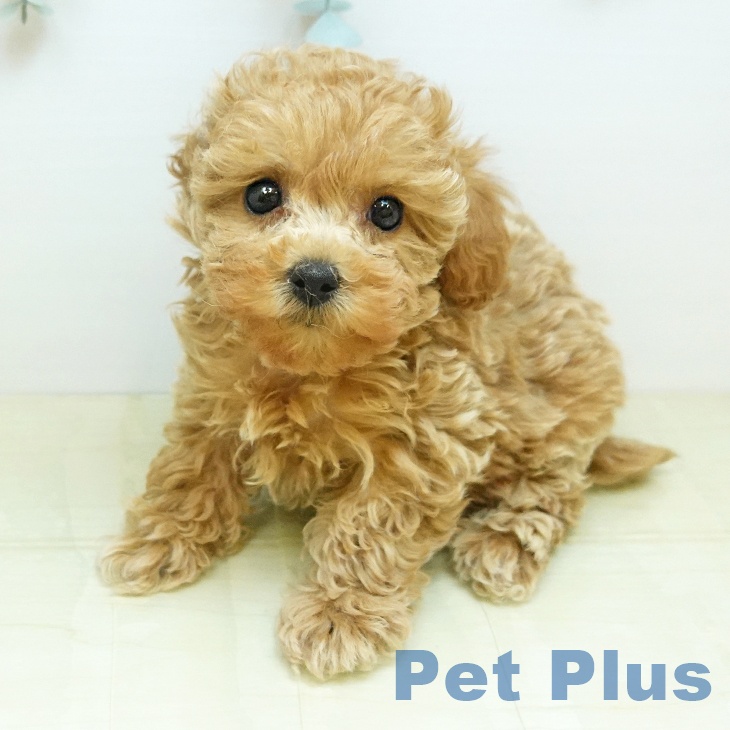 大阪府のトイプードル(トイ) (ペットプラス ららぽーと和泉店/2025年11月5日生まれ/女の子/アプリコット)の子犬の2枚目の画像