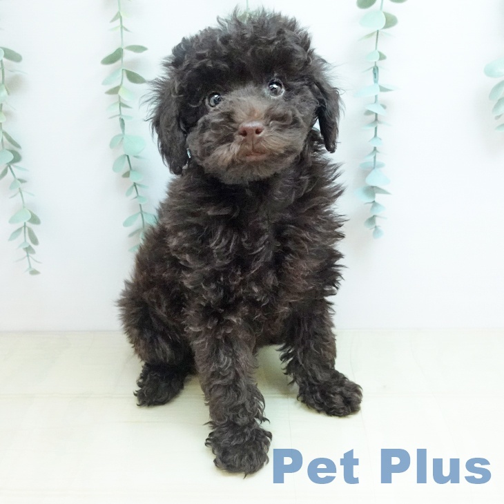京都府のトイプードル(トイ) (ペットプラス 久御山店/2025年10月30日生まれ/男の子/ブラウン)の子犬の1枚目の画像