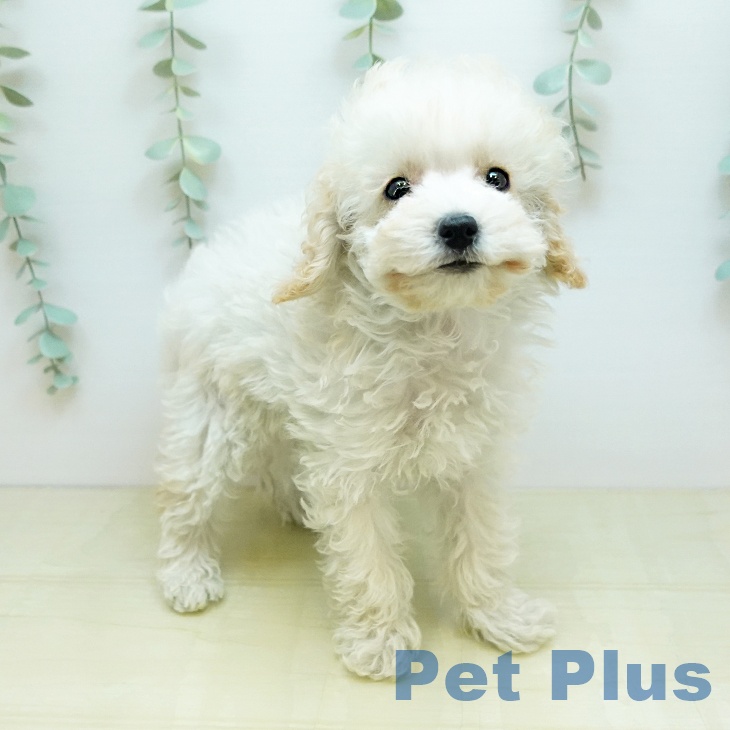 京都府のトイプードル(トイ) (ペットプラス 京都桂川店/2025年10月30日生まれ/女の子/ペールフォーン)の子犬の1枚目の画像