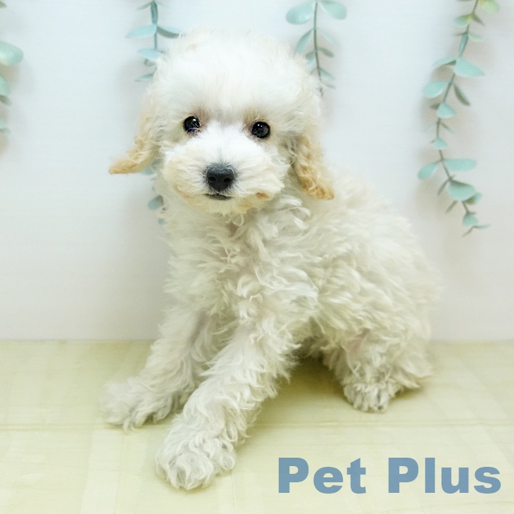 京都府のトイプードル(トイ) (ペットプラス 京都桂川店/2025年10月30日生まれ/女の子/ペールフォーン)の子犬の2枚目の画像