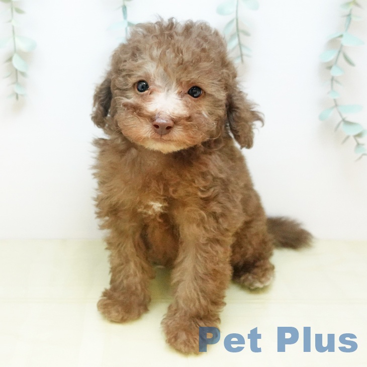 大阪府のトイプードル(トイ) (ペットプラス 四條畷店/2025年11月12日生まれ/男の子/カフェオレ)の子犬の1枚目の画像