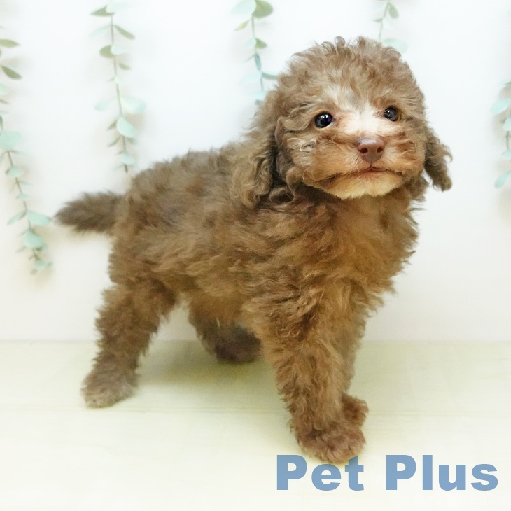 大阪府のトイプードル(トイ) (ペットプラス 四條畷店/2025年11月12日生まれ/男の子/カフェオレ)の子犬の2枚目の画像