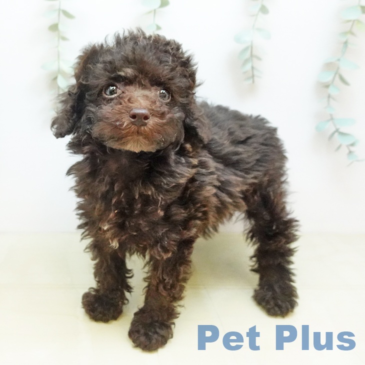 大阪府のトイプードル(トイ) (ペットプラス りんくう泉南店/2025年11月12日生まれ/男の子/ブラウン)の子犬の1枚目の画像