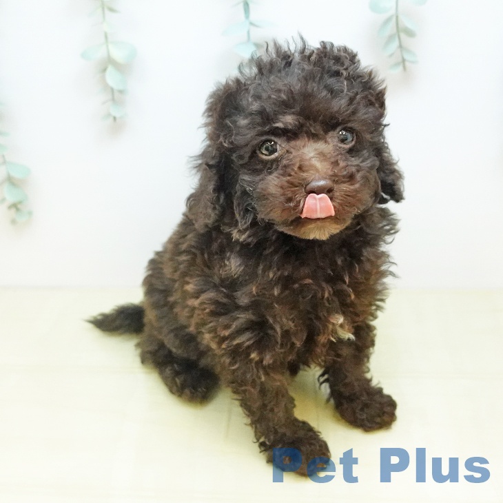 大阪府のトイプードル(トイ) (ペットプラス りんくう泉南店/2025年11月12日生まれ/男の子/ブラウン)の子犬の2枚目の画像