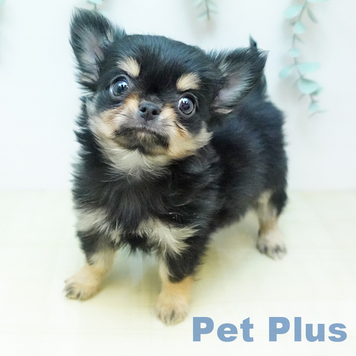 鳥取県のチワワ(ロング) (ペッツワン 日吉津店/2025年11月8日生まれ/男の子/ブラッククリーム)の子犬の1枚目の画像