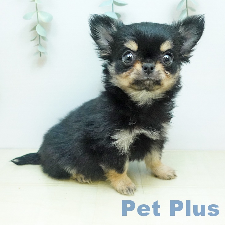 鳥取県のチワワ(ロング) (ペッツワン 日吉津店/2025年11月8日生まれ/男の子/ブラッククリーム)の子犬の2枚目の画像