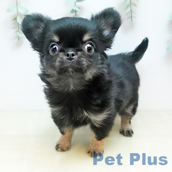 鳥取県のチワワ(ロング) (ペッツワン 日吉津店/2025年11月8日生まれ/女の子/ブラッククリーム)の子犬の1枚目の画像