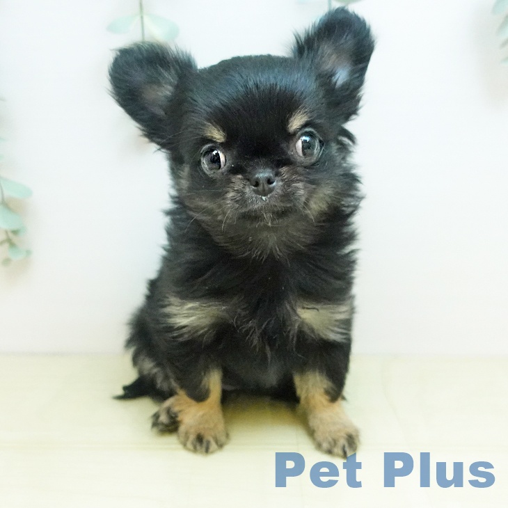 鳥取県のチワワ(ロング) (ペッツワン 日吉津店/2025年11月8日生まれ/女の子/ブラッククリーム)の子犬の2枚目の画像