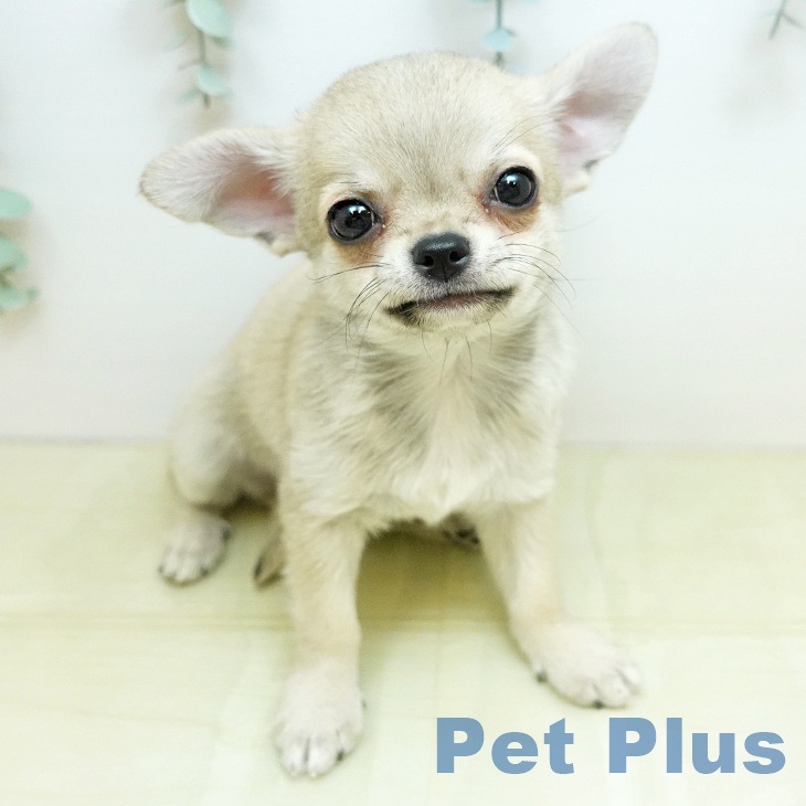 岡山県のチワワ(ロング) (ペッツワン 岡山南店/2025年11月11日生まれ/男の子/フォーン)の子犬の1枚目の画像