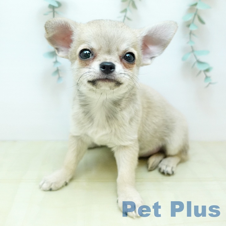 岡山県のチワワ(ロング) (ペッツワン 岡山南店/2025年11月11日生まれ/男の子/フォーン)の子犬の2枚目の画像