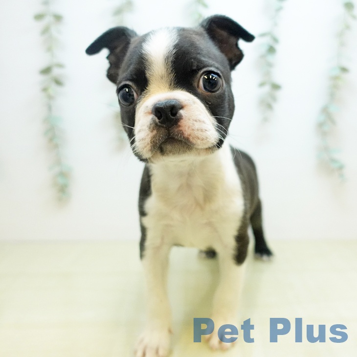 東京都のボストンテリア (ペットプラス 日の出店/2025年11月14日生まれ/男の子/ボストンカラー)の子犬の1枚目の画像