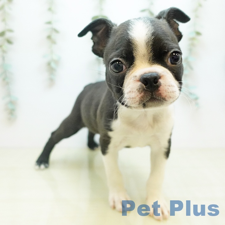 東京都のボストンテリア (ペットプラス 日の出店/2025年11月14日生まれ/男の子/ボストンカラー)の子犬の2枚目の画像