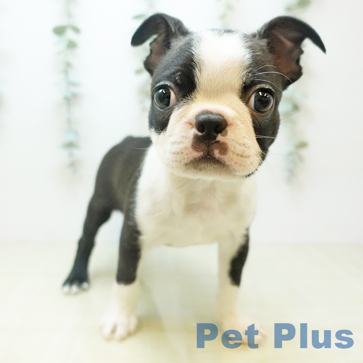 東京都のボストンテリア (ペットプラス むさし村山店/2025年11月14日生まれ/男の子/ボストンカラー)の子犬の1枚目の画像