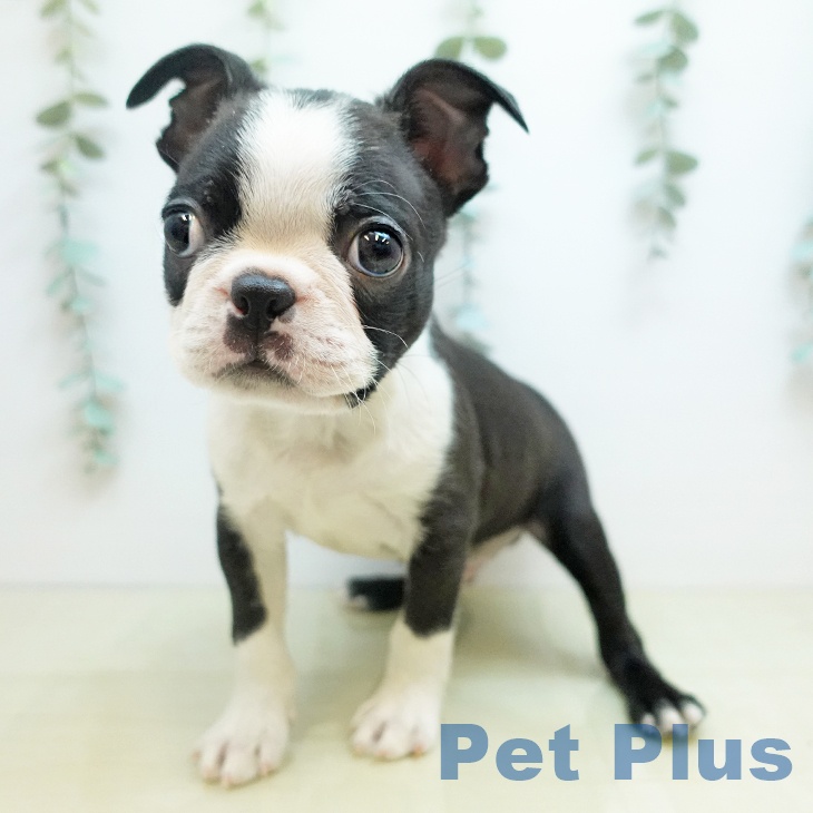 東京都のボストンテリア (ペットプラス むさし村山店/2025年11月14日生まれ/男の子/ボストンカラー)の子犬の2枚目の画像