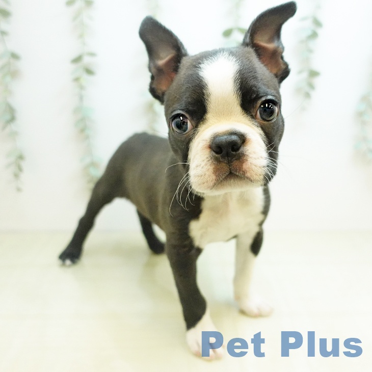 茨城県のボストンテリア (ペットプラス つくば店/2025年11月14日生まれ/男の子/ボストンカラー)の子犬の1枚目の画像