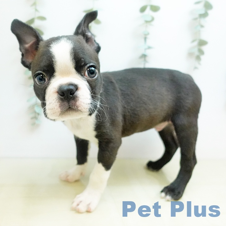 茨城県のボストンテリア (ペットプラス つくば店/2025年11月14日生まれ/男の子/ボストンカラー)の子犬の2枚目の画像
