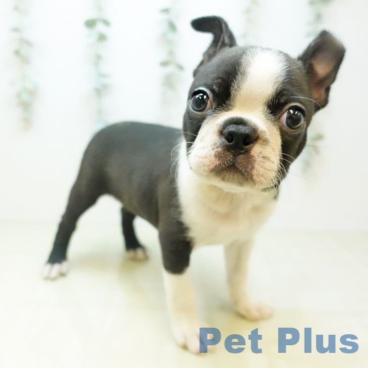 東京都のボストンテリア (ペットプラス アクアシティお台場店/2025年11月14日生まれ/男の子/ボストンカラー)の子犬の1枚目の画像
