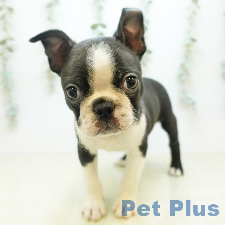 東京都のボストンテリア (ペットプラス アクアシティお台場店/2025年11月14日生まれ/男の子/ボストンカラー)の子犬の2枚目の画像