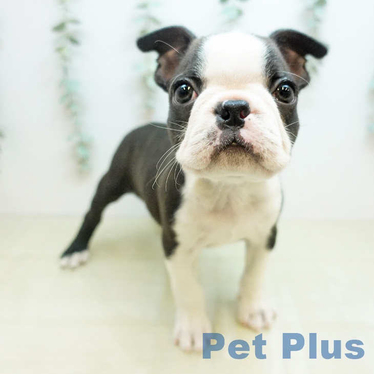 埼玉県のボストンテリア (ペットプラス ららぽーと富士見店/2025年11月14日生まれ/男の子/ボストンカラー)の子犬の1枚目の画像