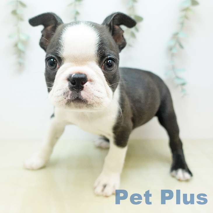 埼玉県のボストンテリア (ペットプラス ららぽーと富士見店/2025年11月14日生まれ/男の子/ボストンカラー)の子犬の2枚目の画像