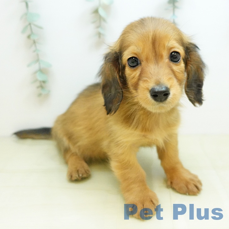 香川県のミニチュアダックスフンド(ロング) (ペットプラス 綾川店/2025年11月14日生まれ/男の子/シェーデットレッド)の子犬の1枚目の画像