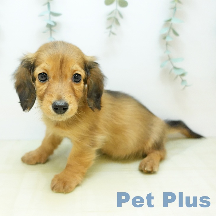 香川県のミニチュアダックスフンド(ロング) (ペットプラス 綾川店/2025年11月14日生まれ/男の子/シェーデットレッド)の子犬の2枚目の画像