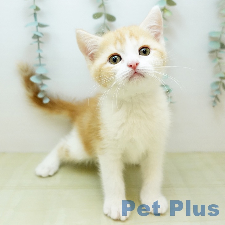 大阪府のスコティッシュフォールド (ペットプラス りんくう泉南店/2025年11月14日生まれ/男の子/カメオタビーホワイト)の子猫の1枚目の画像