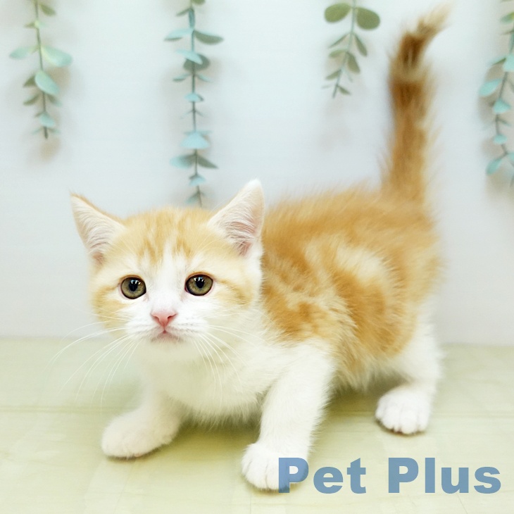 大阪府のスコティッシュフォールド (ペットプラス りんくう泉南店/2025年11月14日生まれ/男の子/カメオタビーホワイト)の子猫の2枚目の画像