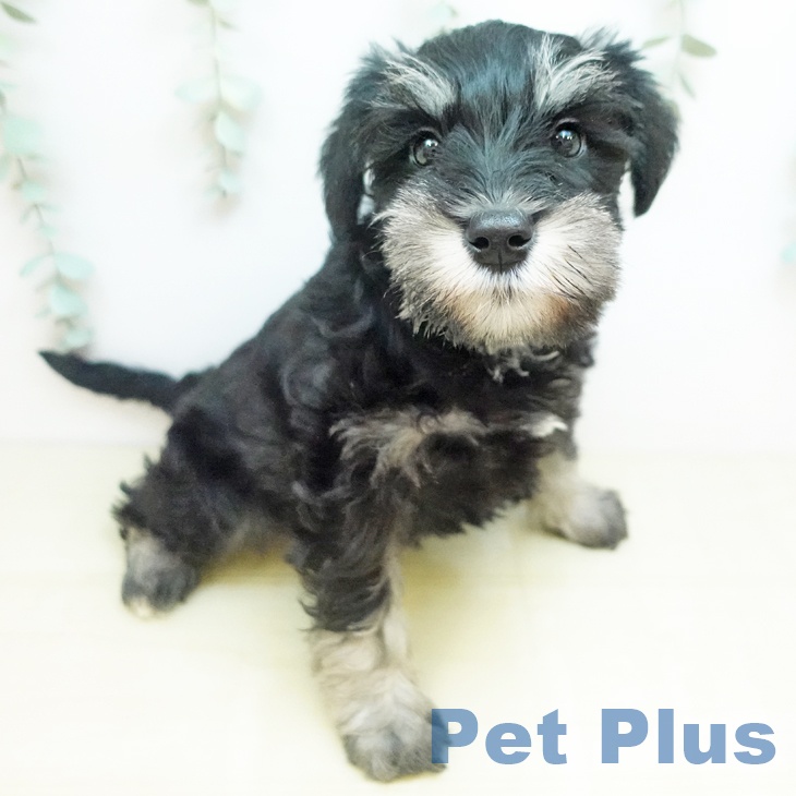 埼玉県のミニチュアシュナウザー (ペットプラス クレアモール川越店/2025年11月11日生まれ/女の子/ソルトペッパー)の子犬の1枚目の画像